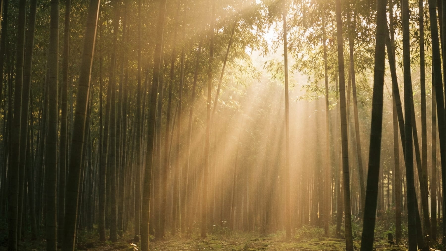 Golden sunlight streaming through bamboo leaves